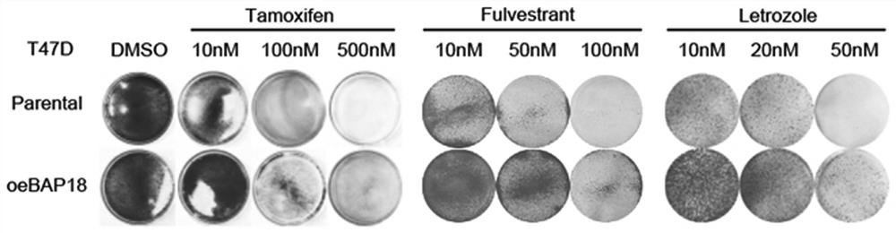 Application of BAP18 in resistance to endocrine therapy of breast cancer