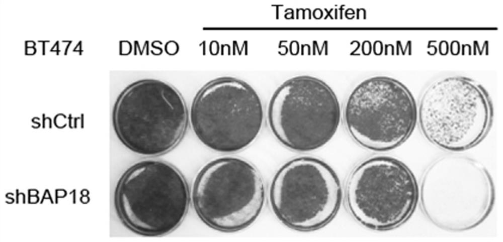 Application of BAP18 in resistance to endocrine therapy of breast cancer