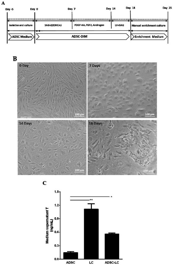 A method for inducing human adipose stem cells to differentiate into Leydig cells with small molecules