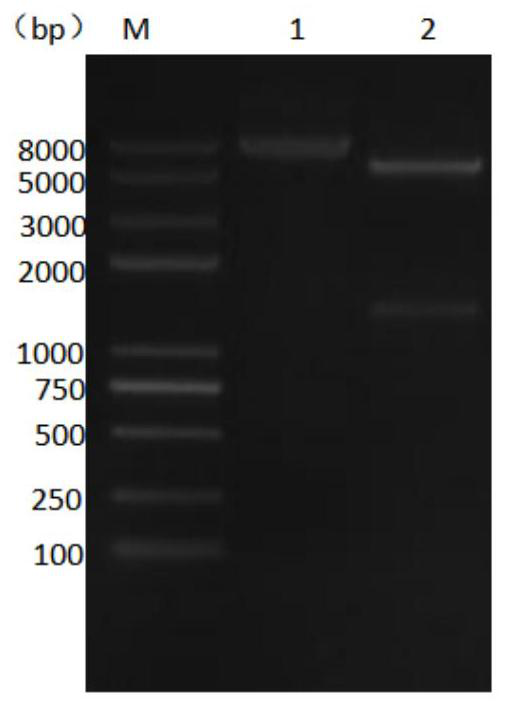 A kind of β-glucosidase with galacto-oligosaccharide synthesis ability and its expression strain and application