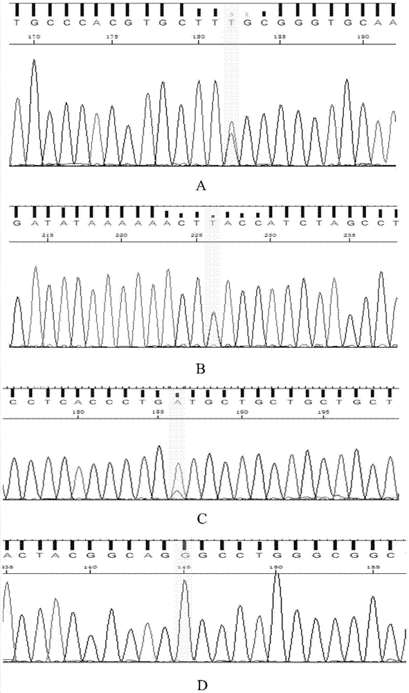 Gene mutant and application thereof