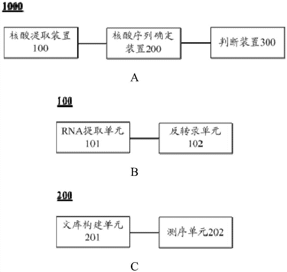 Gene mutant and application thereof