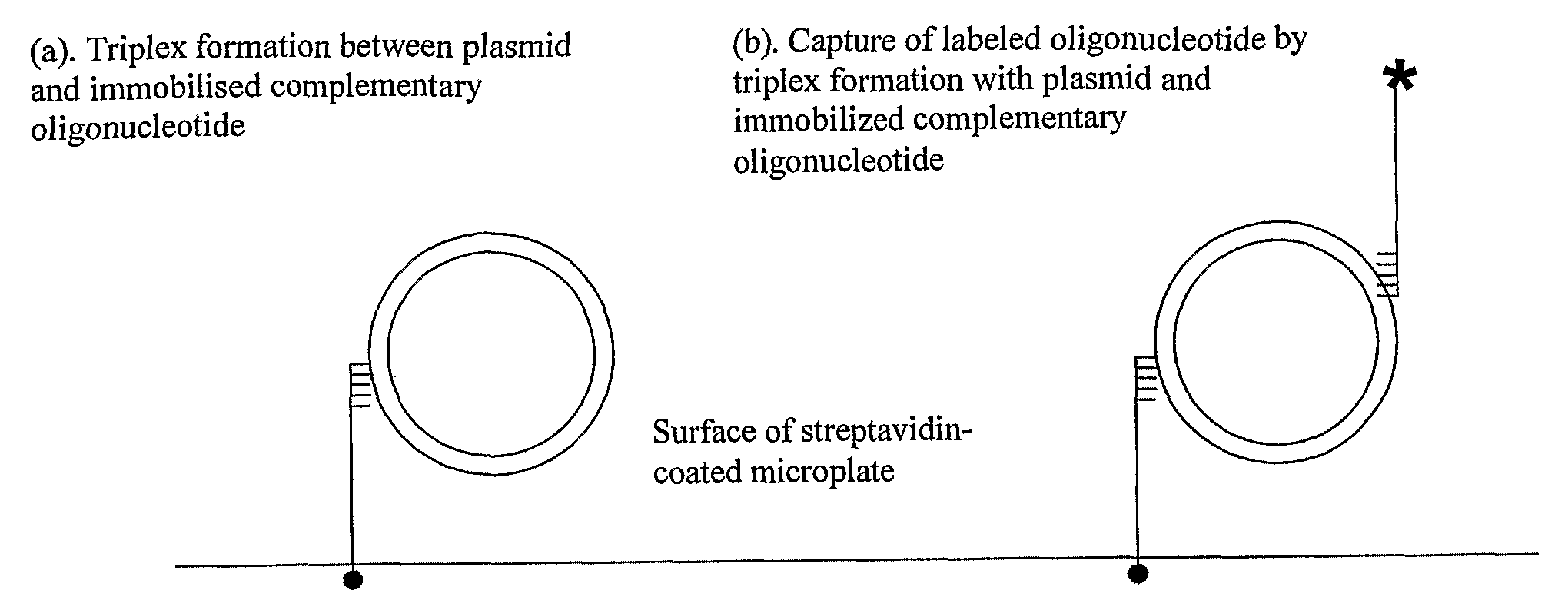 Assay for Measuring an Enzyme's Capability to Modify Supercoil Topology of Nucleic Acids and Modulators