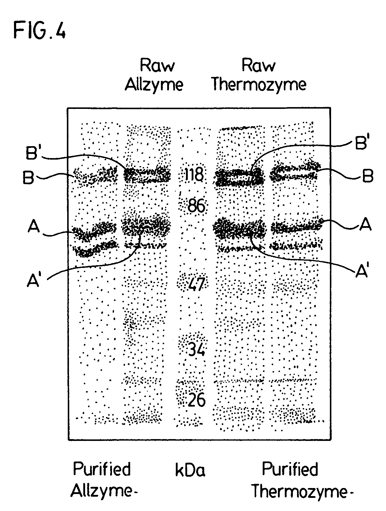 Method of enhancing enzyme activity and enzyme solution having enhanced activity
