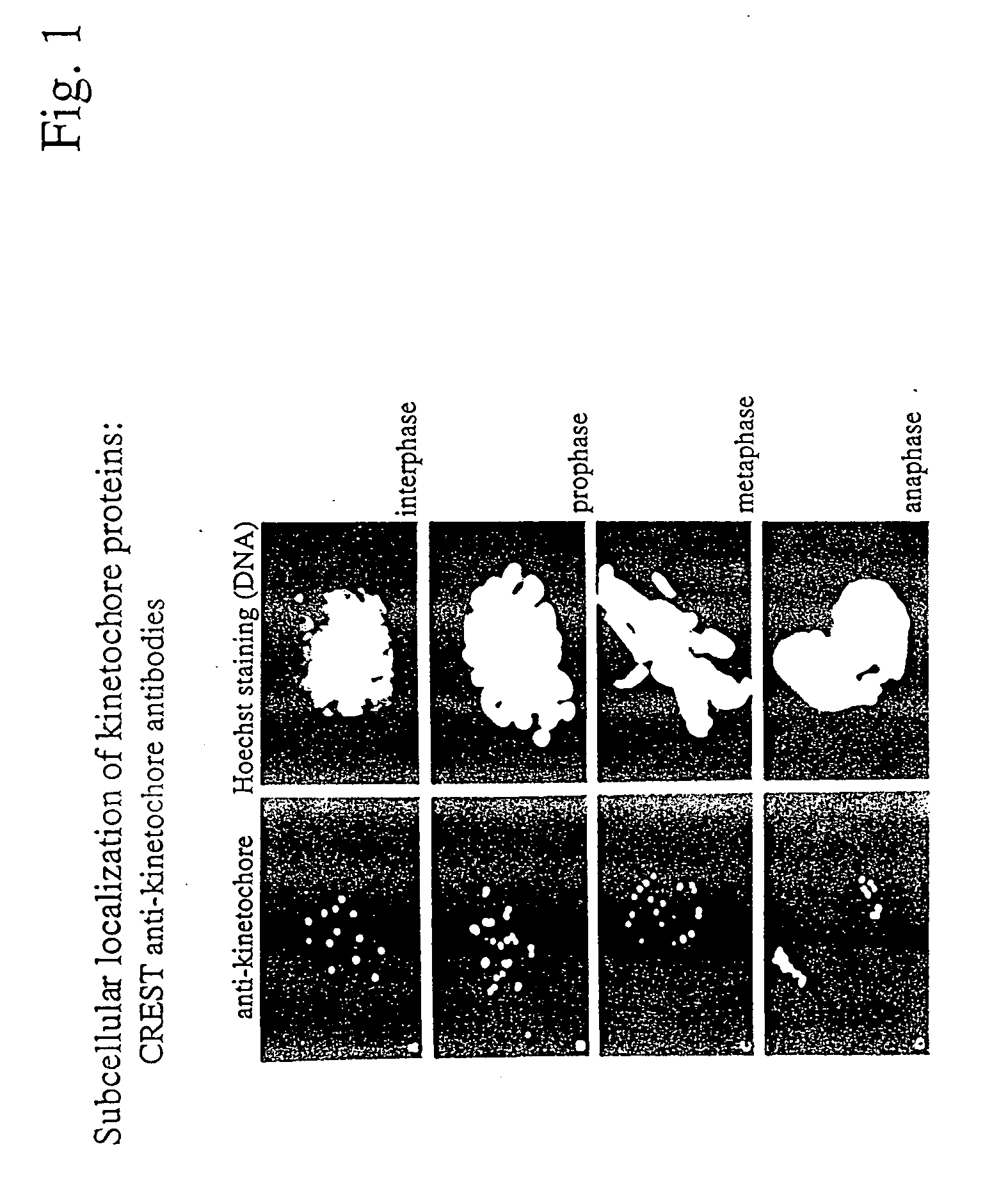 Compositions and methods for the identification of protein interactions in vertebrate cells