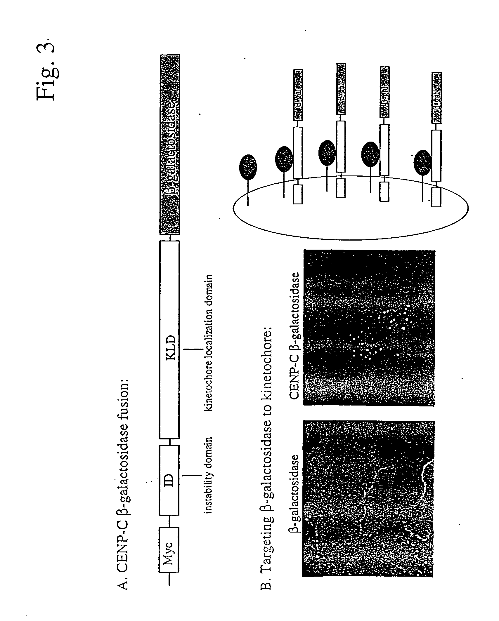Compositions and methods for the identification of protein interactions in vertebrate cells