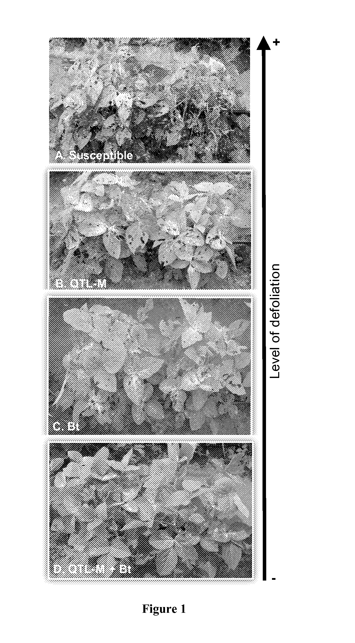 Compositions and Methods for Increasing Pest Resistance in Plants