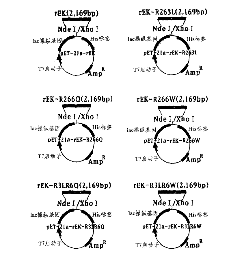 Method for preparing recombinant glycoproteins with high sialic acid content