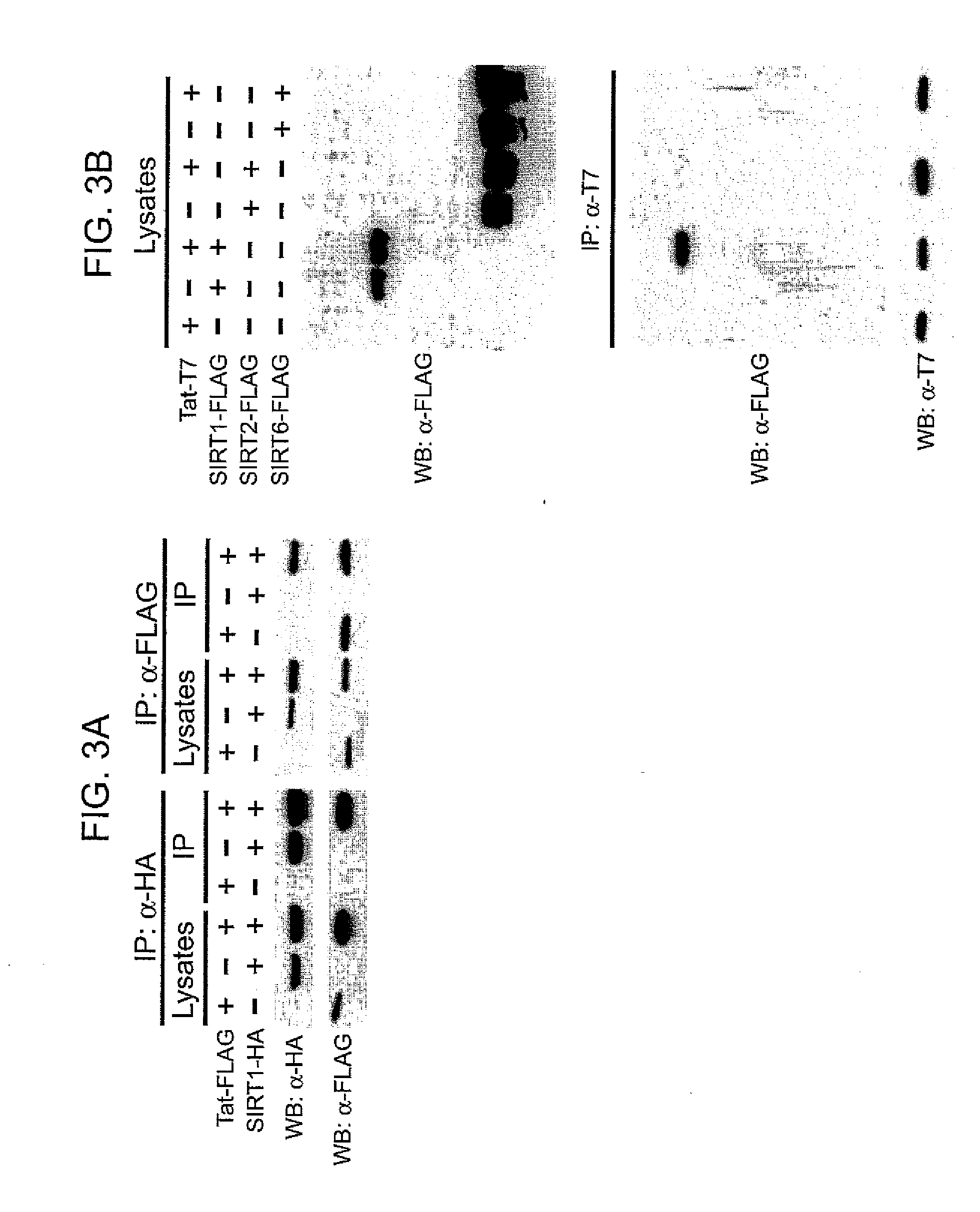 Compositions and methods for modulating sirtuin activity