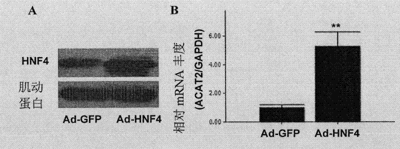 Application of minimal heterodimer partner in blood lipid regulation