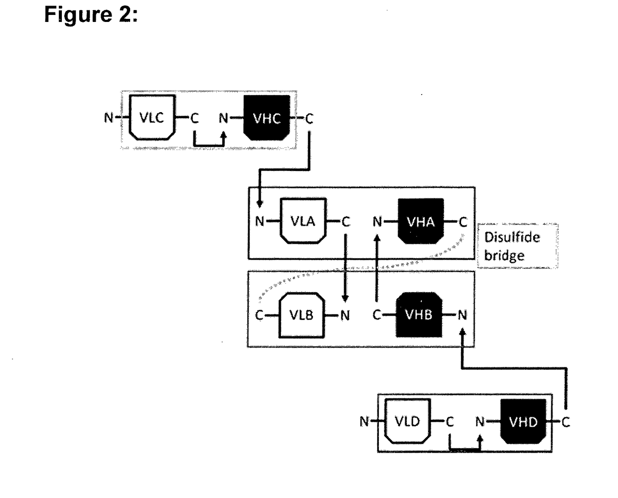 Hetero-dimeric multi-specific antibody format