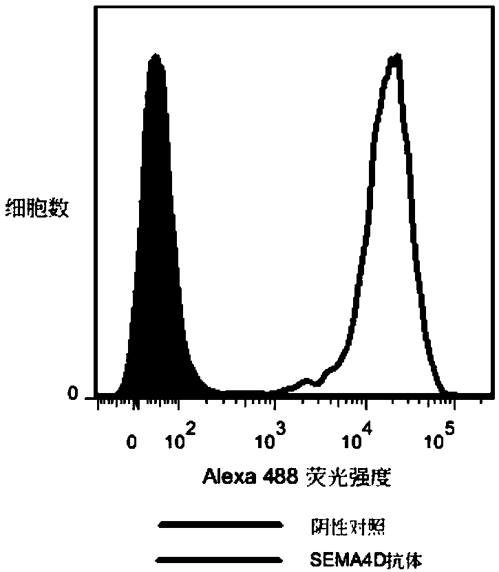 SEMA4D antibody, preparation method and application thereof