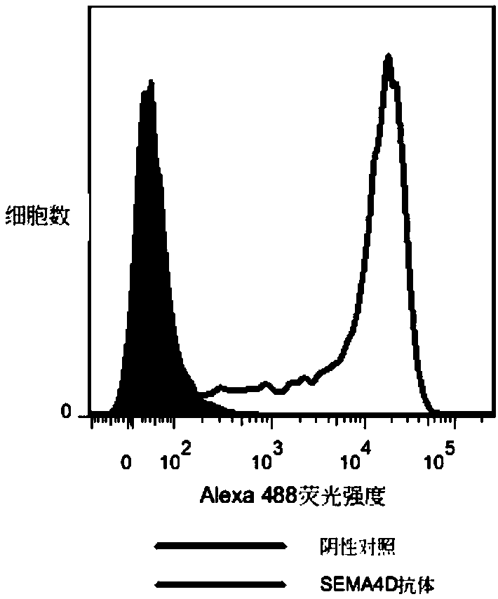 SEMA4D antibody, preparation method and application thereof