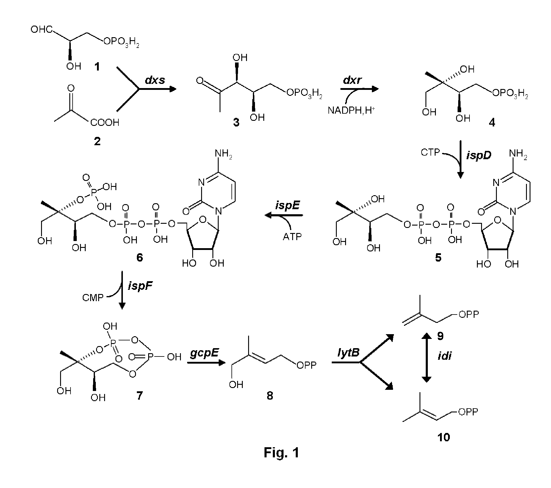 Method for producing terpenes and MEP-transformed microorganisms therefore