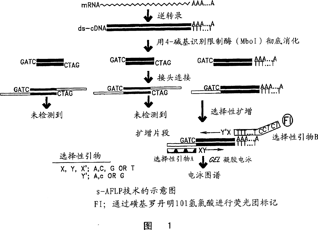 Gene markers for lung cancer