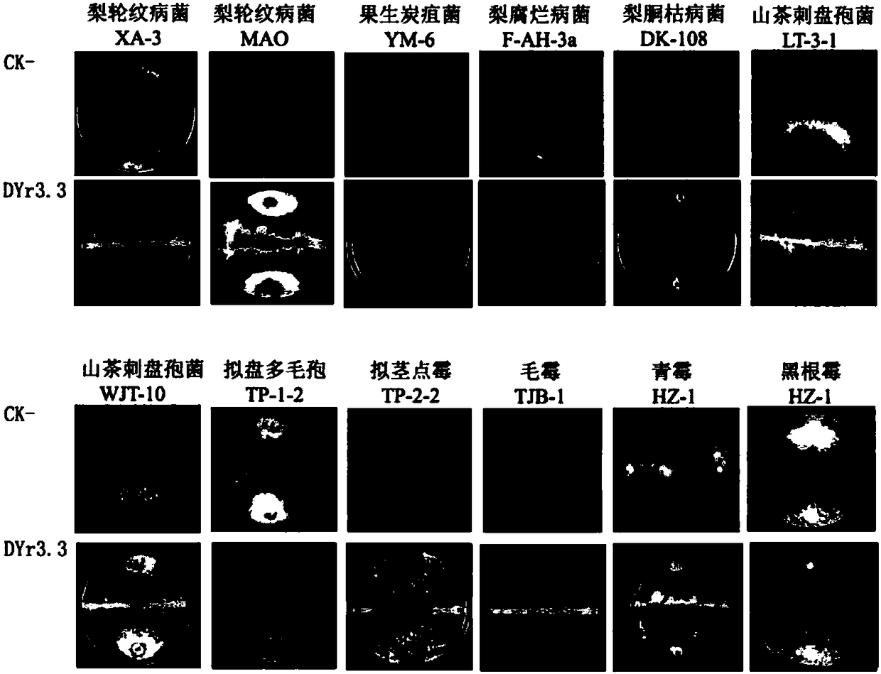 Bacillus subtilis DYr3.3 with broad-spectrum bacteriostatic activity and preparing method and application