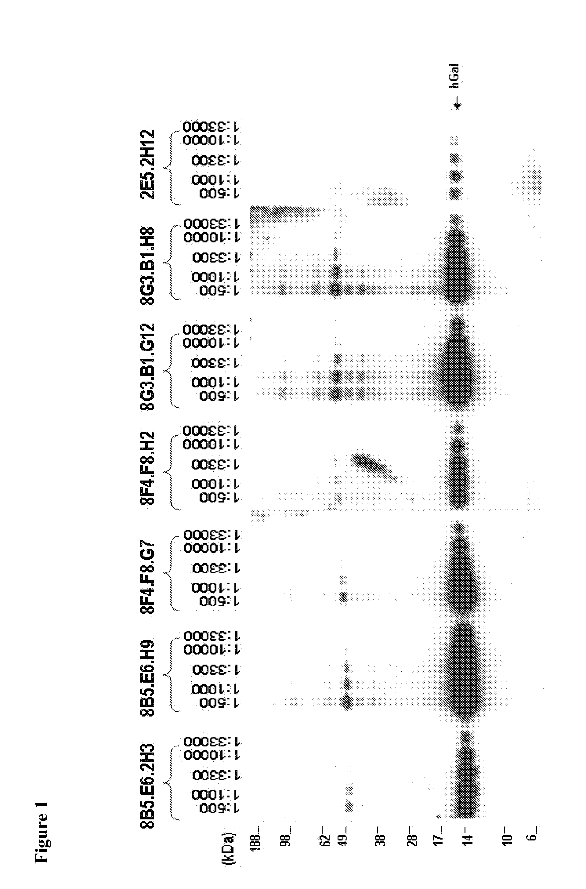 Compositions, Kits, and Methods for the Diagnosis, Prognosis, Monitoring, Treatment and Modulation of Post-Transplant Lymphoproliferative Disorders and Hypoxia Associated Angiogenesis Disorders Using Galectin-1