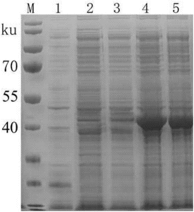 Recombinant protein coded by GCRV (grass carp reovirus) II type S9 genes and application thereof