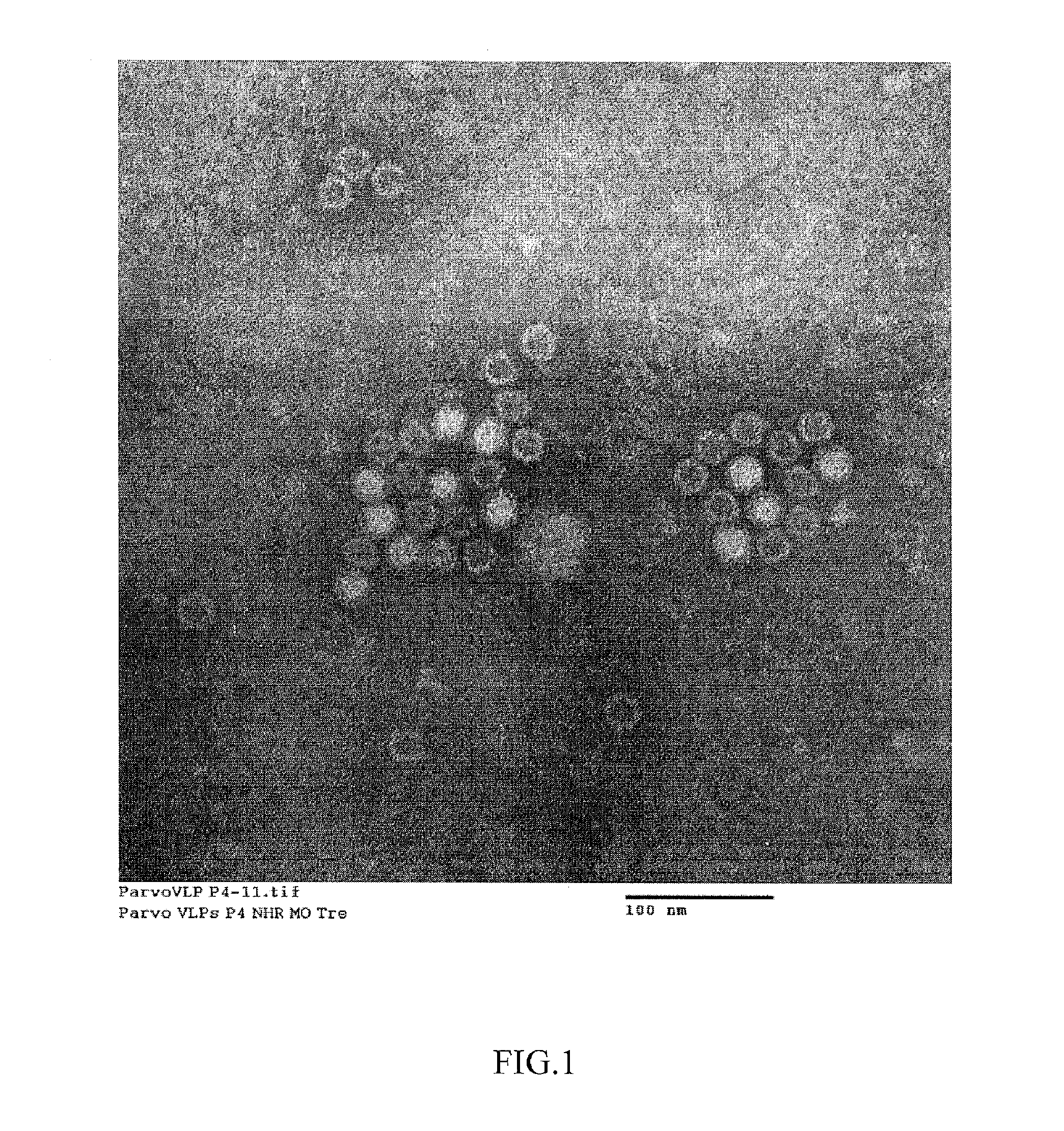 Compositions and processes relating to human bocavirus