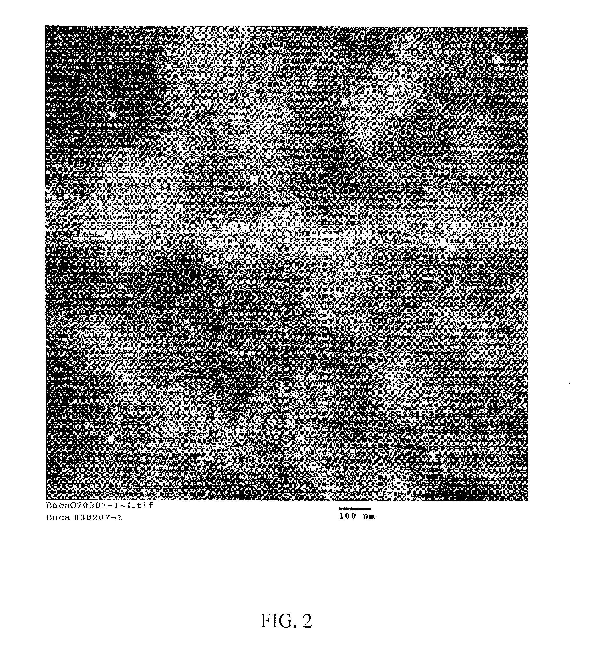 Compositions and processes relating to human bocavirus