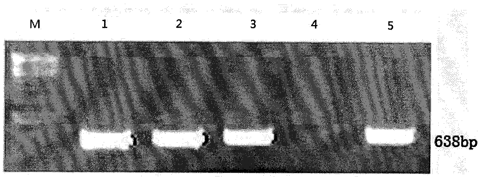 Transgenic method for curcuma soloensis Voel.