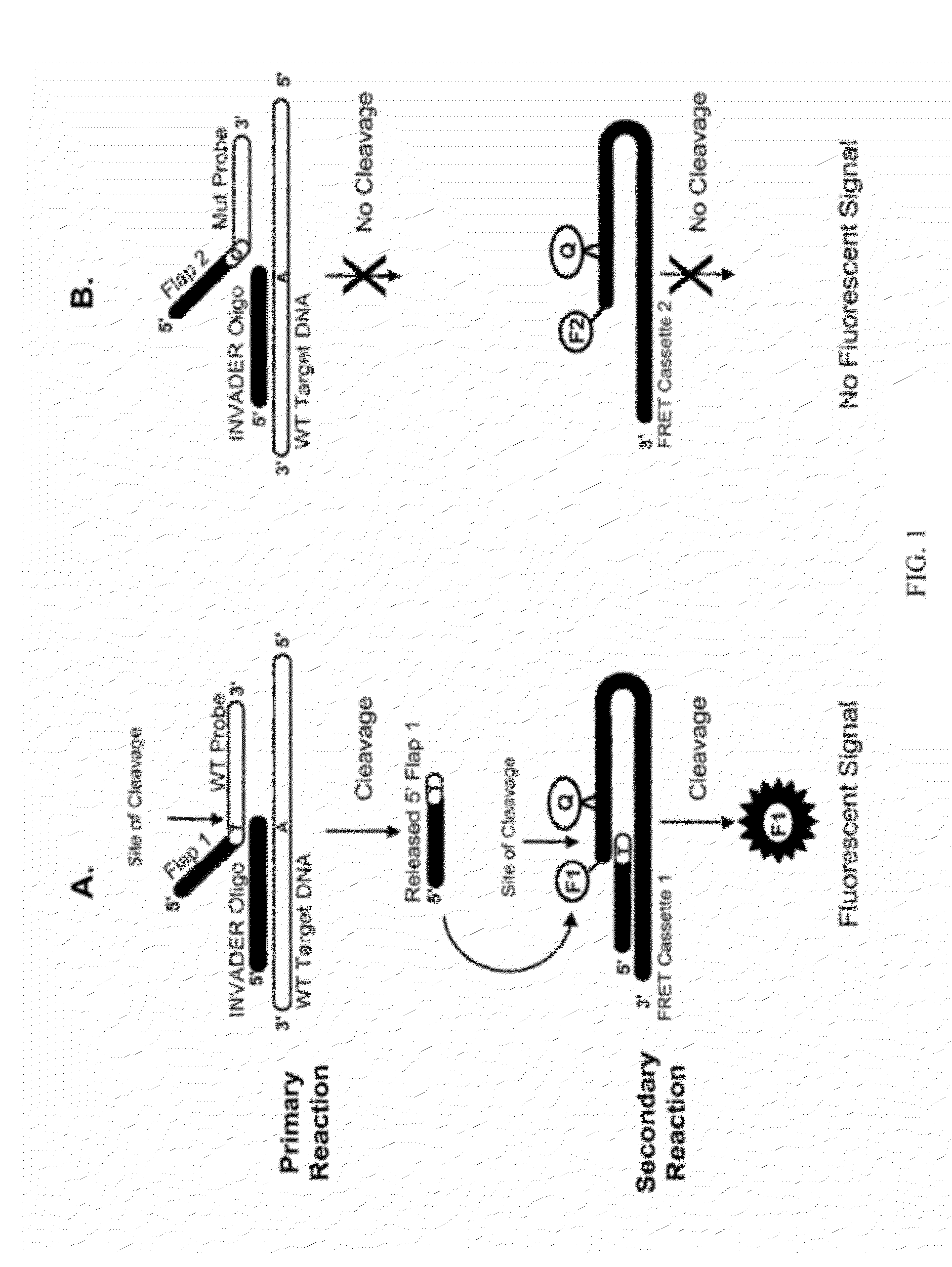 Detection of Small Nucleic Acids