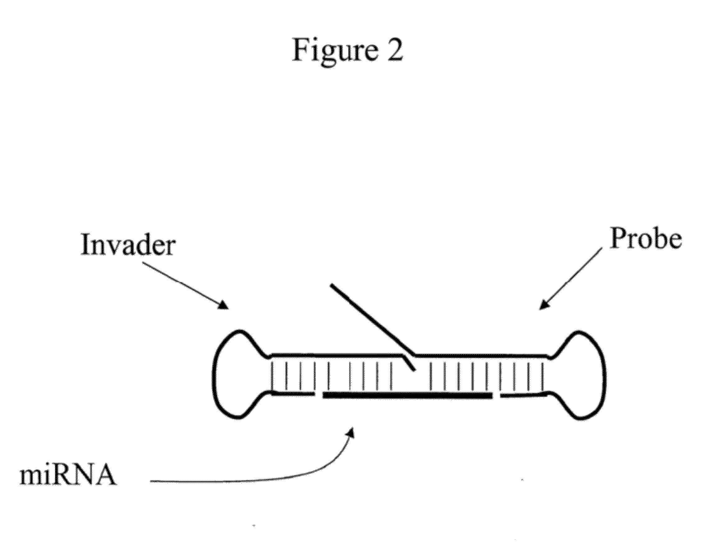 Detection of Small Nucleic Acids