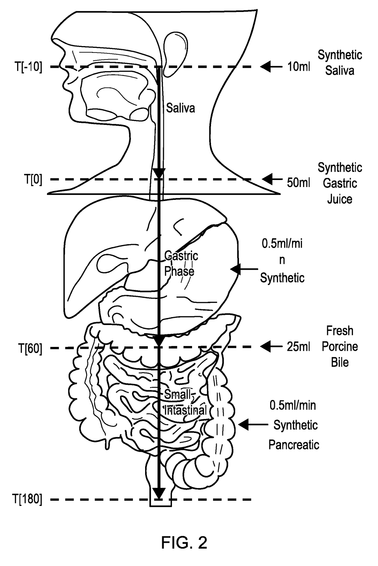 Model gut system