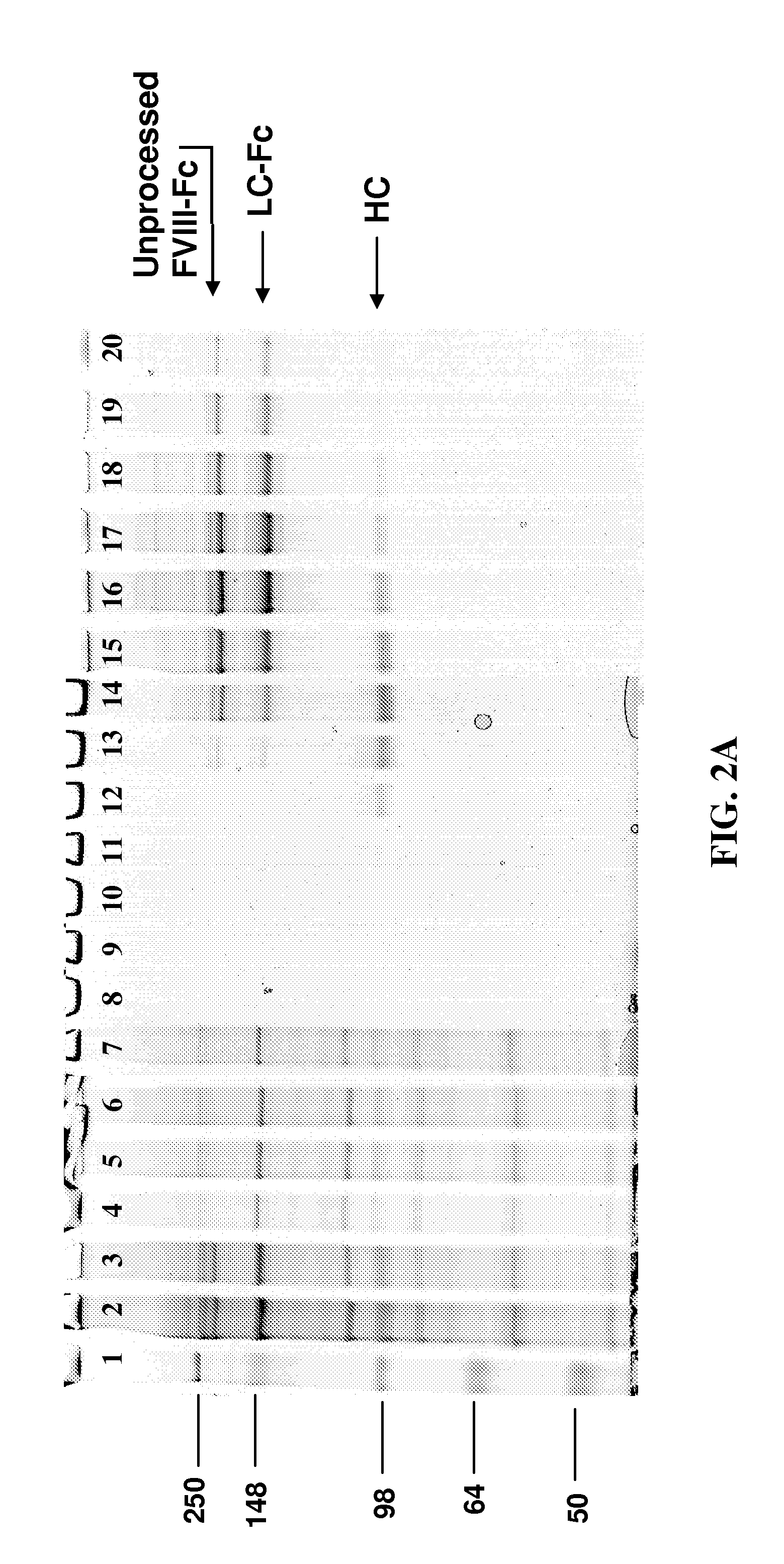 Recombinant FcRn and Variants Thereof for Purification of Fc-Containing Fusion Proteins