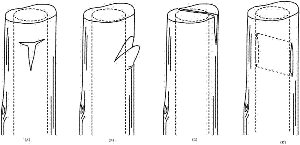 Stem-tip micro-bud grafting puncture method
