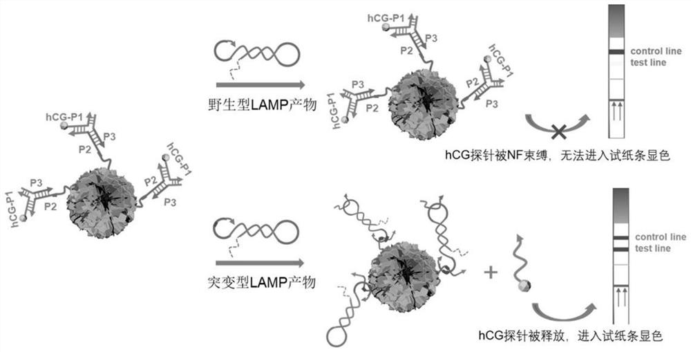 Application of pregnancy test strips in on-site point-of-care detection of hepatitis B virus drug-resistant mutant genes