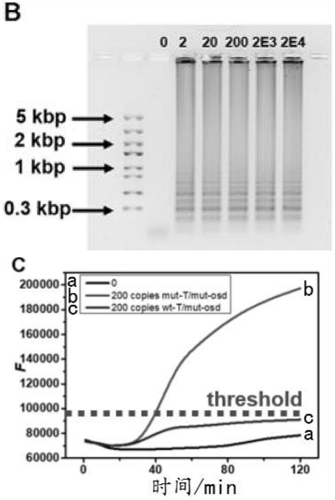 Application of pregnancy test strips in on-site point-of-care detection of hepatitis B virus drug-resistant mutant genes