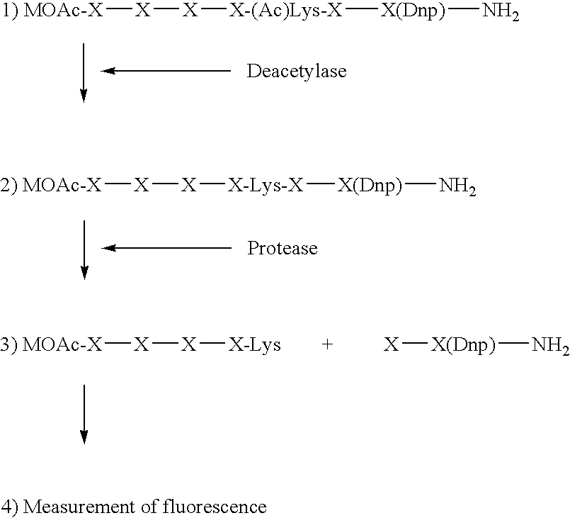 Kit for determining the acetylation level of a peptide based on sensitivity of the peptide to peptidase