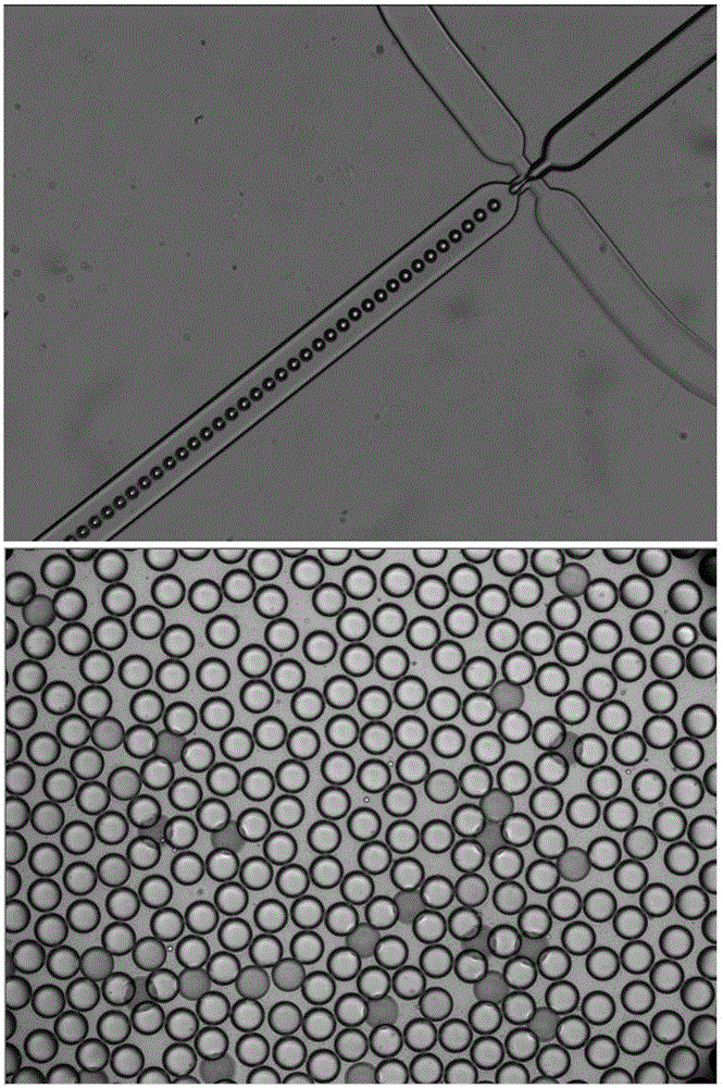 Oil-phase composition for generating water-in-oil liquid drops with centrifugation method