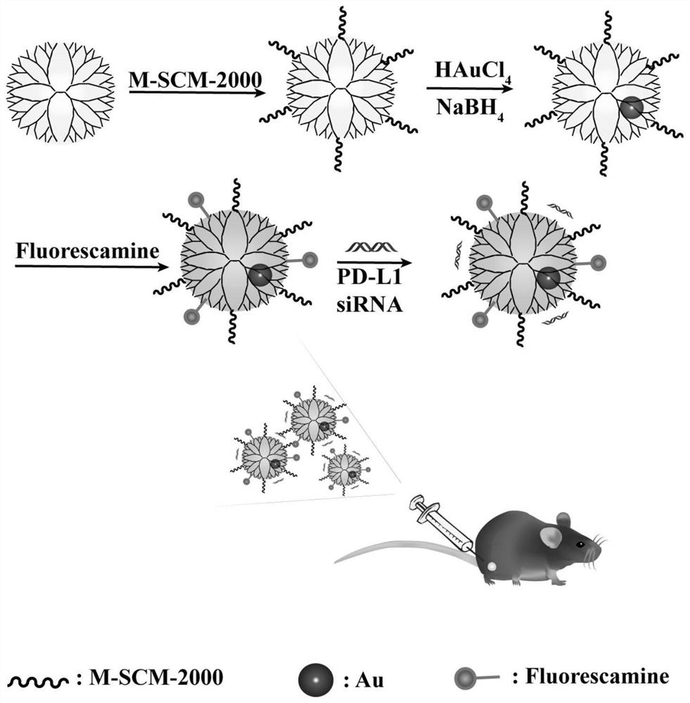 A functionalized dendrimer-encapsulated gold nanoparticle/pd-l1 siRNA complex and its preparation and application