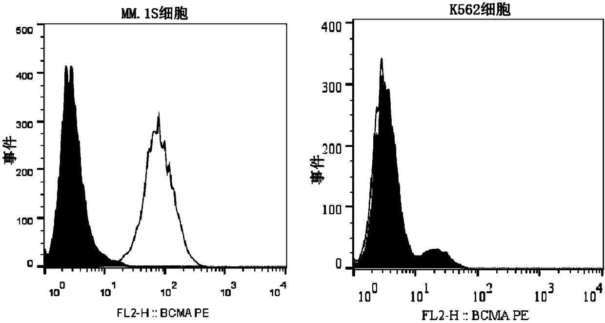 BCMA (B-cell maturation antigen) chimeric antigen receptor on basis of single-domain antibodies and application of BCMA chimeric antigen receptor