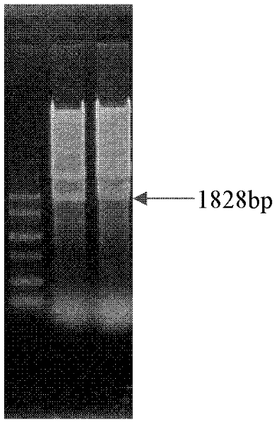 Corn fungus inducing promoter and active analysis