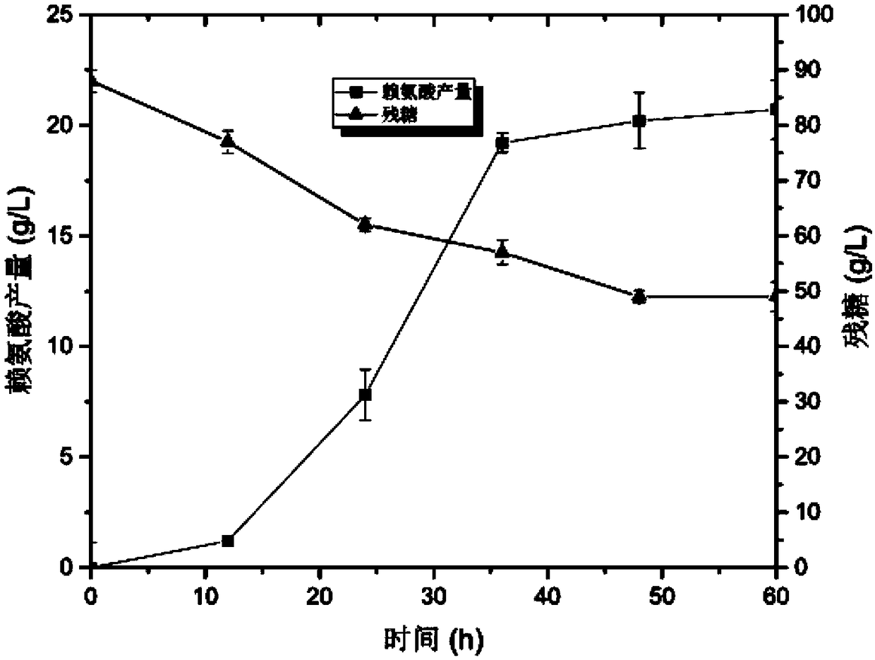 Recombinant corynebacterium glutamicum in high L-lysine yield and construction method thereof