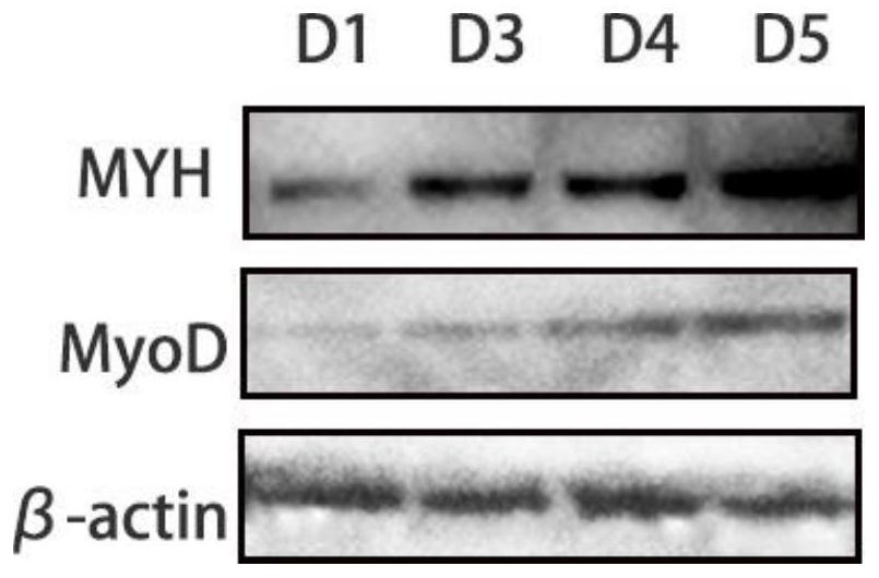 Processing method of leisure food taking cultivated meat as raw material