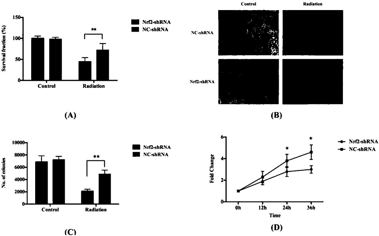 Application of wogonin in preparation of radiation sensitizer