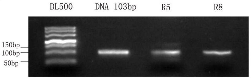 RNA aptamer specifically bound with CD44-hyaluronic acid binding domain protein as well as screening method and application thereof