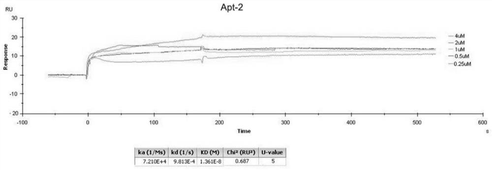 RNA aptamer specifically bound with CD44-hyaluronic acid binding domain protein as well as screening method and application thereof