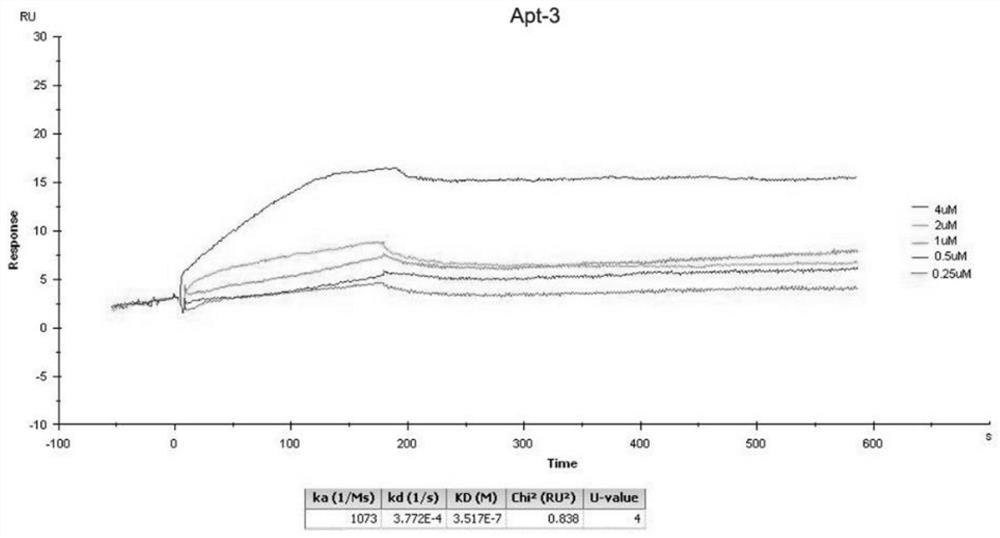 RNA aptamer specifically bound with CD44-hyaluronic acid binding domain protein as well as screening method and application thereof