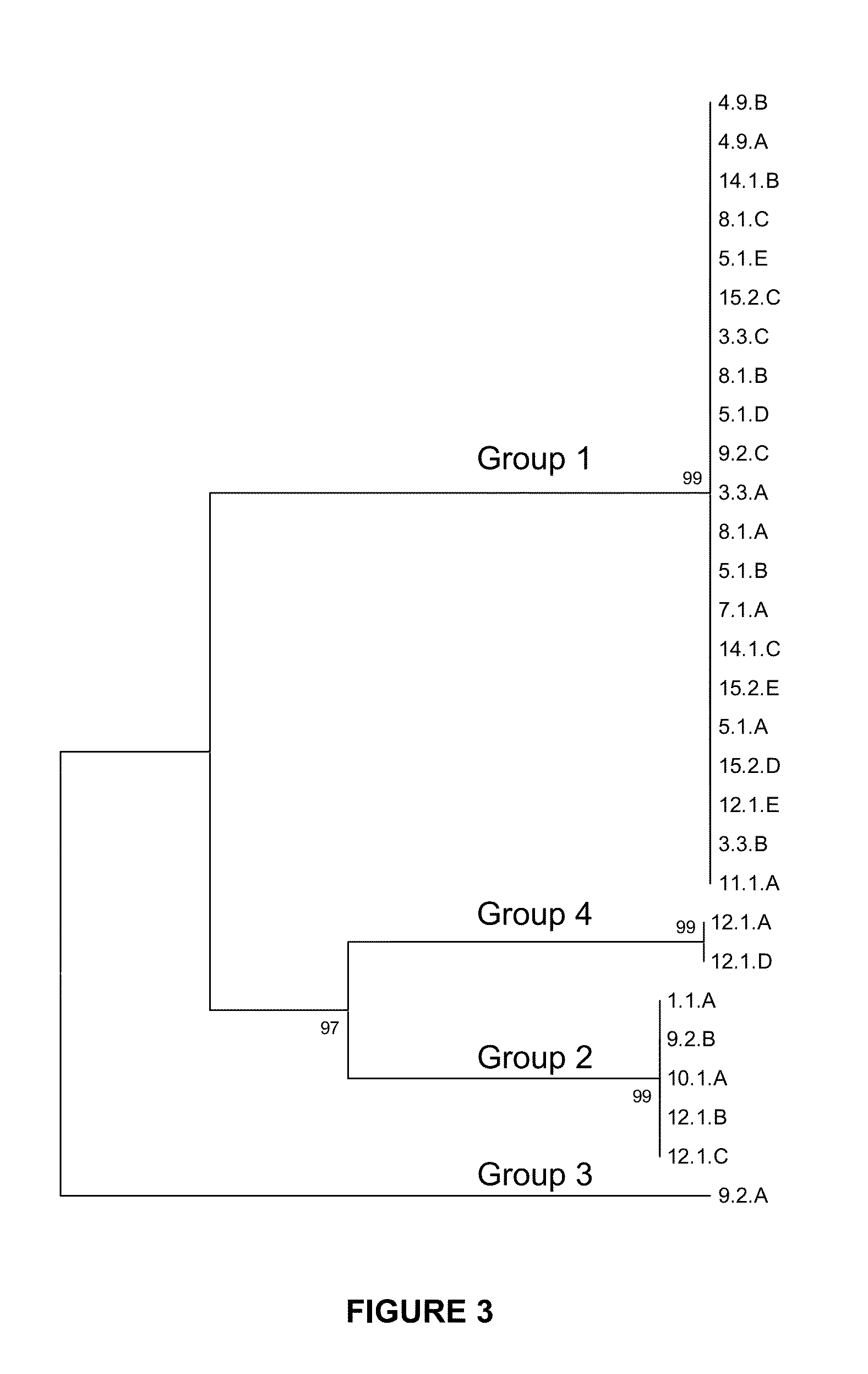 Novel Brachiaria-Urochloa Endophytes