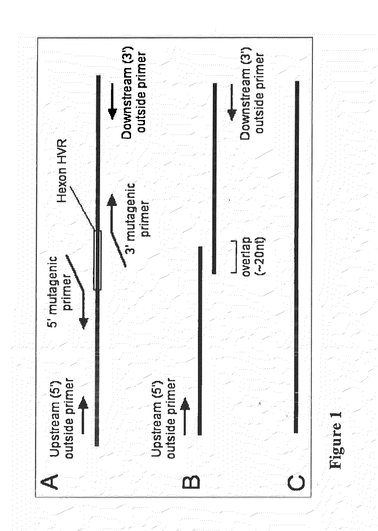 Recombinant Adenovirus Vaccines