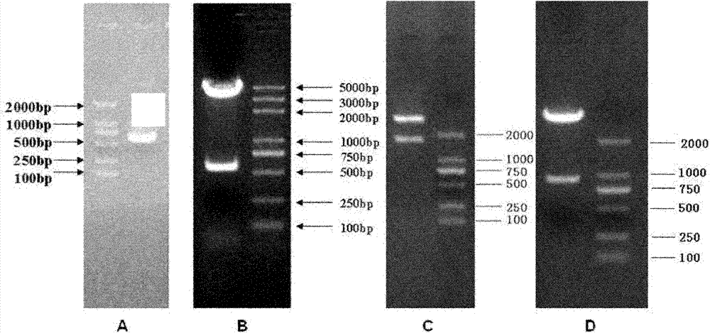 Kit for identifying miRNA (micro-ribonucleic acid) target genes and applications thereof