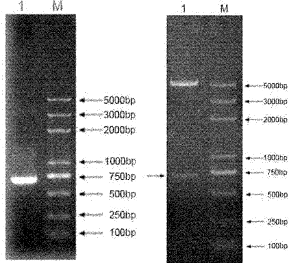 Kit for identifying miRNA (micro-ribonucleic acid) target genes and applications thereof