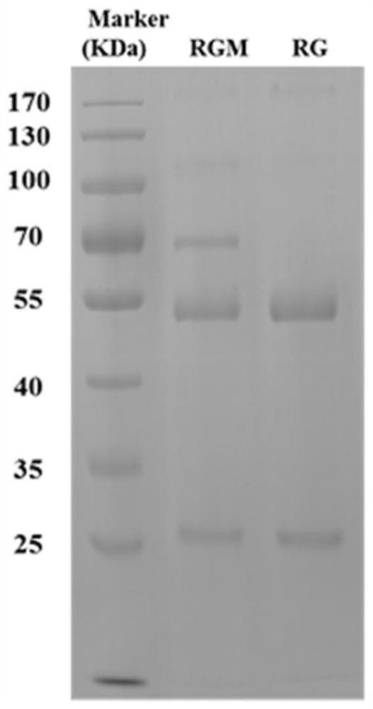 Application of L-rhamnose antibody in preparation of medicine for preventing and/or treating drug-resistant bacterial infection