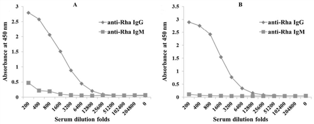 Application of L-rhamnose antibody in preparation of medicine for preventing and/or treating drug-resistant bacterial infection