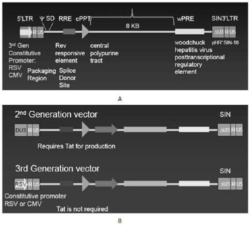 A car-t transgene vector based on replication-deficient recombinant lentivirus and its construction method and application